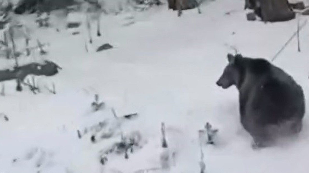 Kış uykusuna yatamayan ayılar kamerada