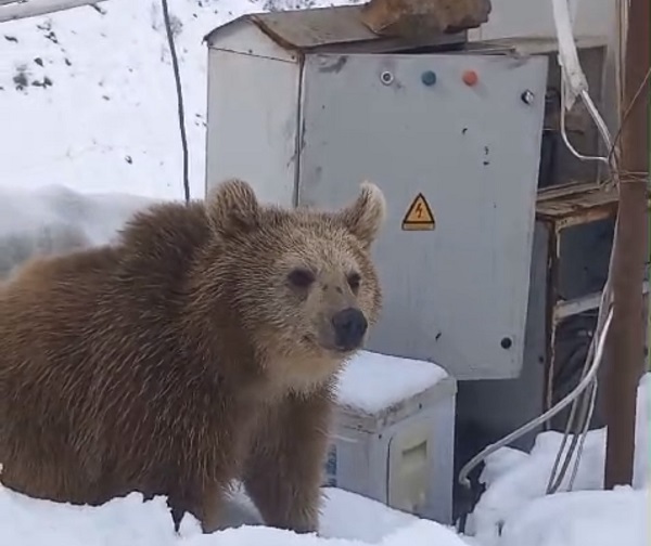 Kış uykusuna yatmayan ayıdan işçilere korkutucu sürpriz