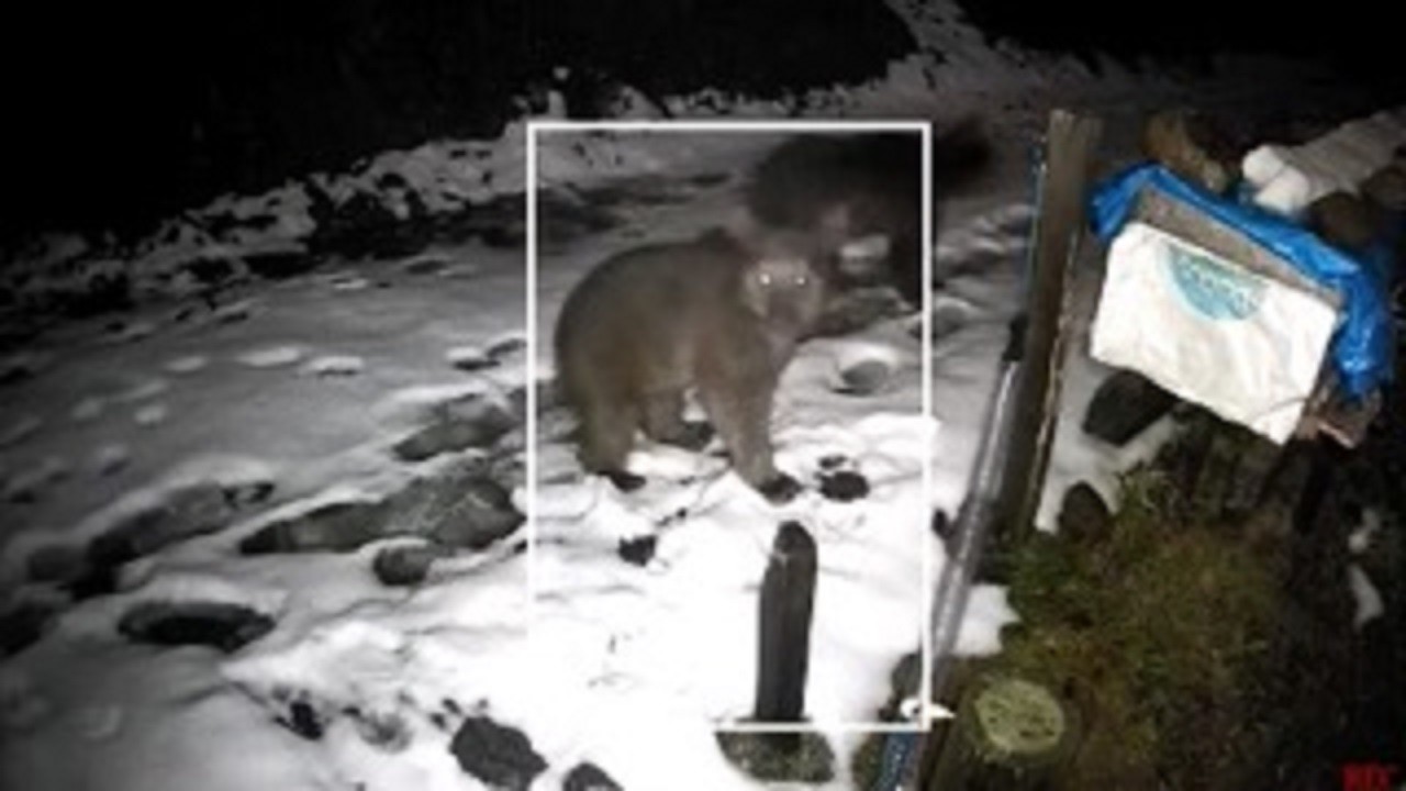 Kış uykusuna yatmayan ayılar bal peşinde!