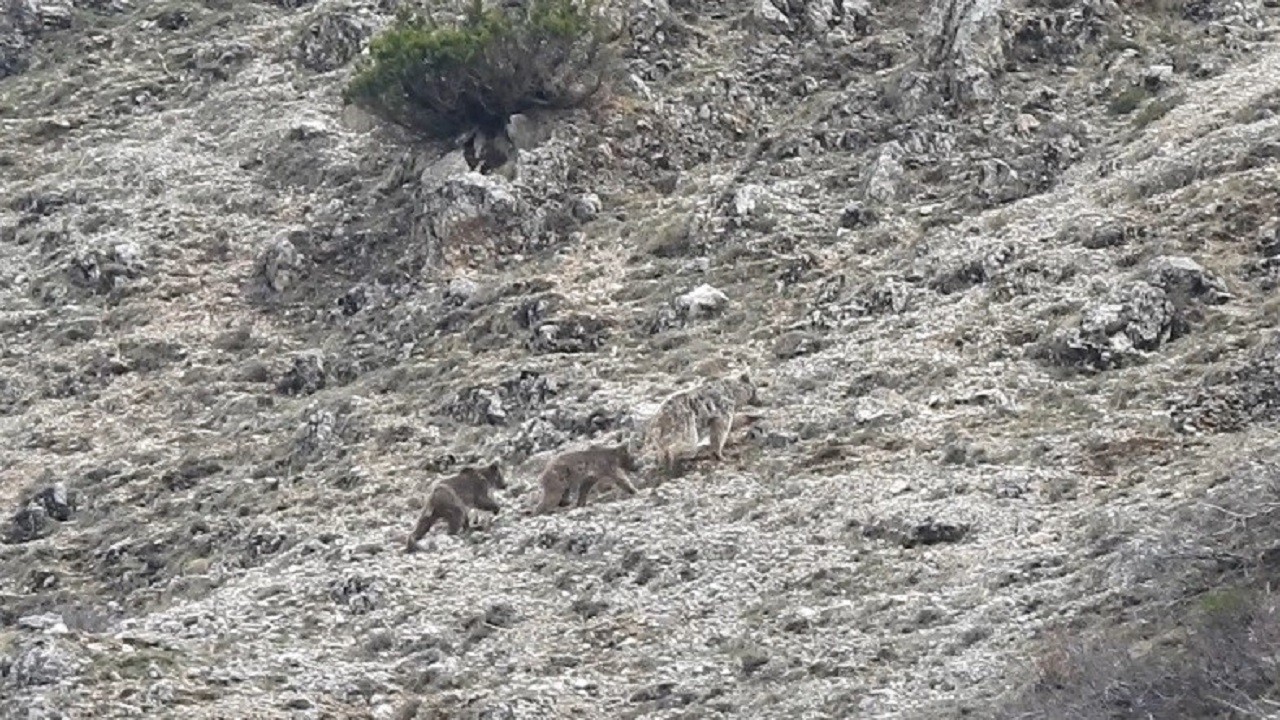 Kış uykusuna yatmayan ayılar böyle görüntülendi
