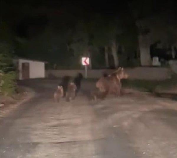 Kış uykusuna yatmayı unuttular! Böyle görüntülendiler