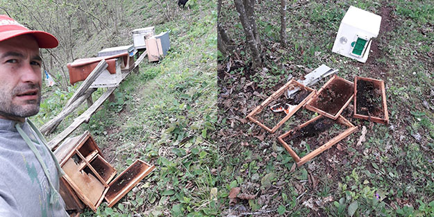 Kış uykusundan kalkan ayılar arı kovanlarını parçaladı