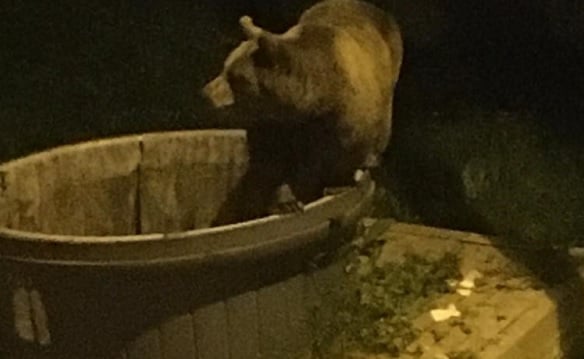 Kış uykusundan sonra şehre indiler