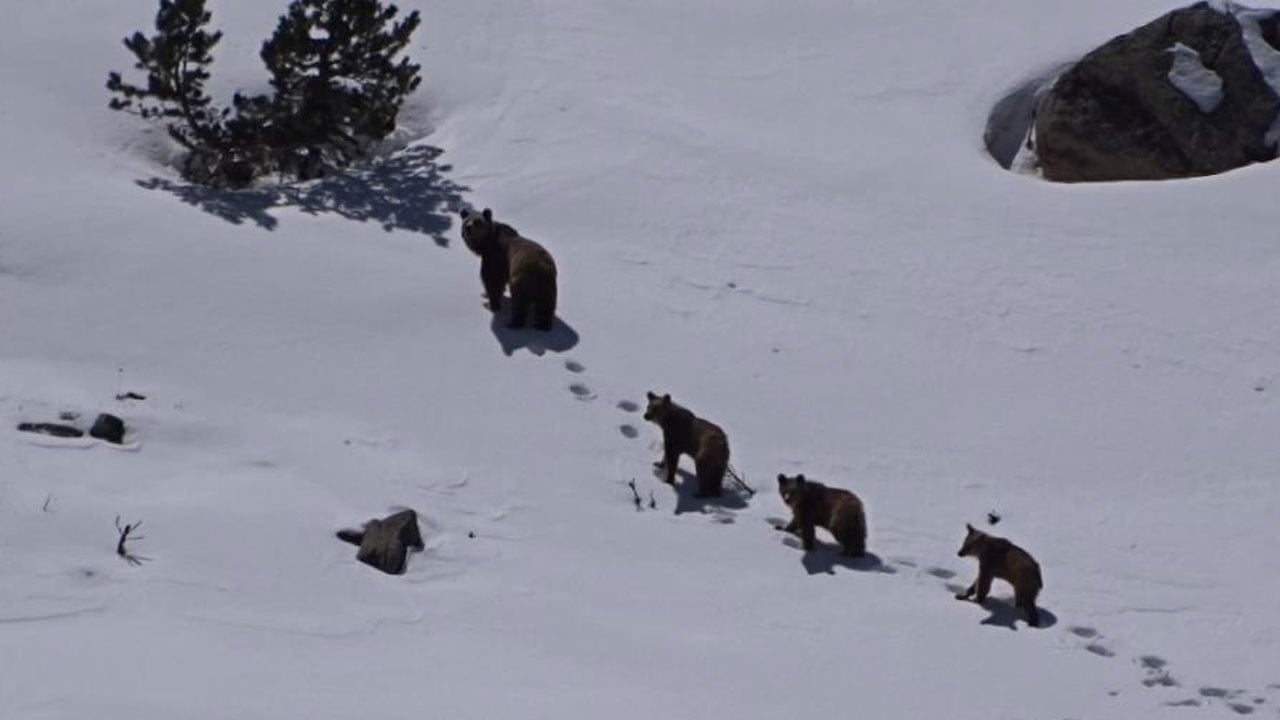 Kış uykusundan uyanan anne ayı ve üç yavrusu görüntülendi