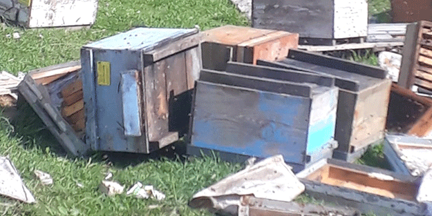 Kış uykusundan uyanıp bal kovanlarına saldırdı