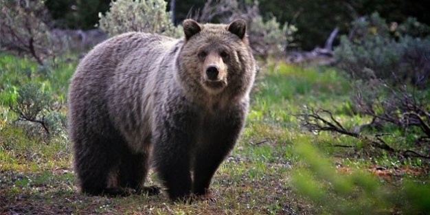 Kış uykusundan uyanan ayılar...