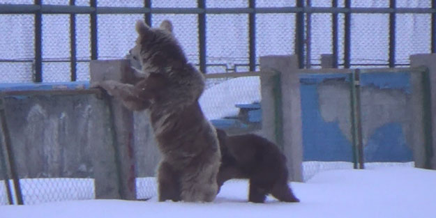 AÃ§ ayÄ±lar uykudan uyanÄ±r uyanmaz ilÃ§e merkezine indi ile ilgili gÃ¶rsel sonucu