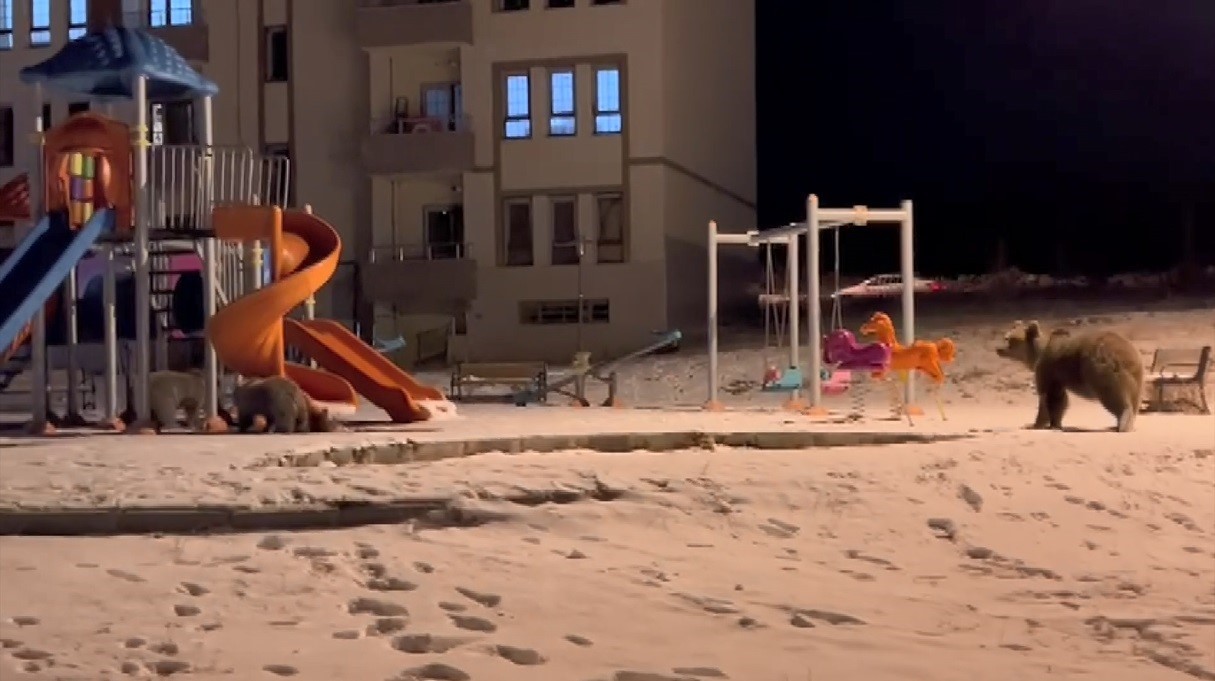 Kış uykusundan uyanan ayılar yavrularıyla birlikte TOKİ lojmanlarında gözlerini açtılar!