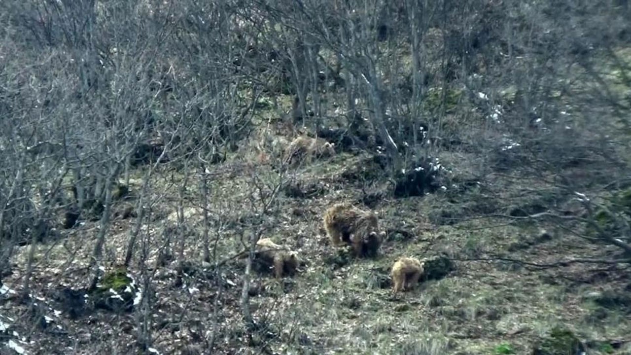 Kış uykusundan uyanan ayılar yiyecek aradı! O anlar kamerada