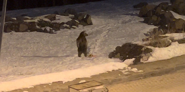 Kış uykusundan uyanan boz ayılar yiyecek ararken görüntülendiler