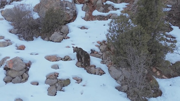 Kış uykusundan uyanan bozayı dronla görüntülendi