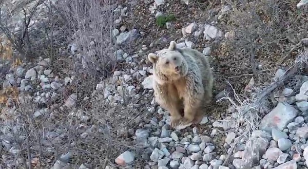 Kış uykusundan uyandı dronu selamladı