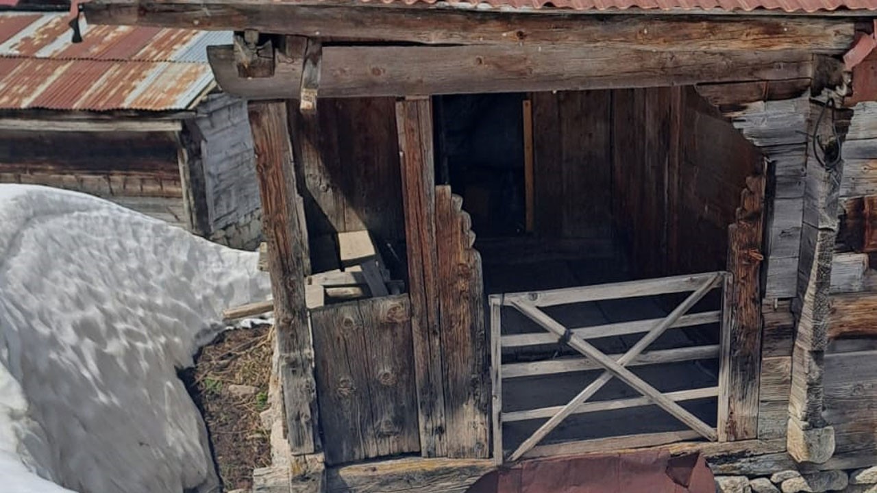 Kış uykusundan uyanıp dehşet saçtılar!