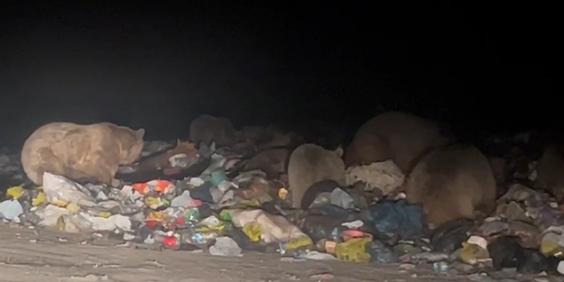 Kış uykusunu unuttular! Bir türlü uyuyamıyorlar... Şehir merkezinde dikkat çeken anlar