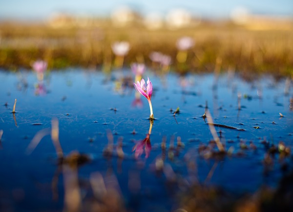 Kışı çetin geçtiği Ardahan'da kardelenler açtı