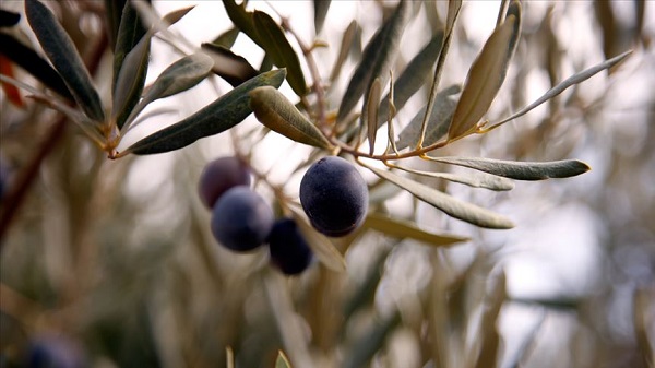Kısırlık tehlikesi var! Canan Karatay'dan zeytin uyarısı