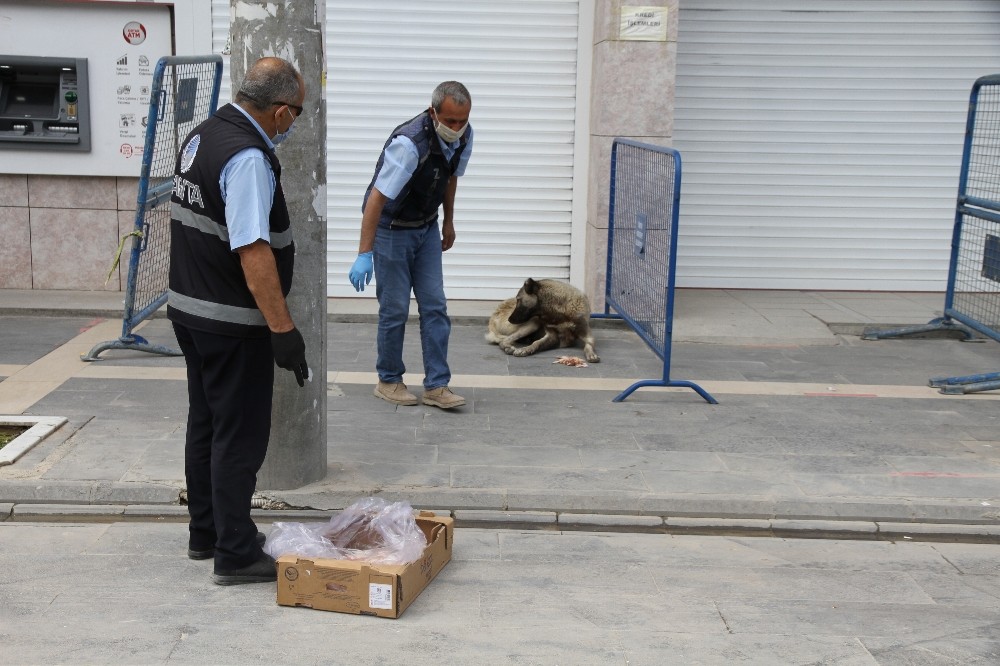Kısıtlama başladı, zabıta sokak hayvanları için seferber oldu 
