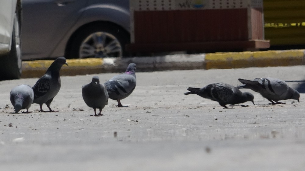 Kısıtlamanın devam ettiği Van’da sokaklar güvercinlere kaldı 
