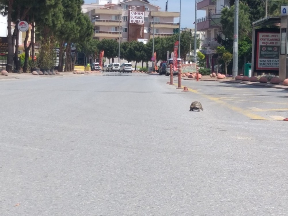 Kısıtlamayı fırsat bildi, sokak sokak gezdi 