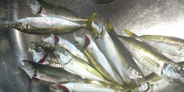 Kıtlık tezgahları vurdu! Kilosu 50 liraya ulaştı