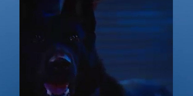 Kıvanç Tatlıtuğ'un reklam filminde skandal sahne! Köpeği, bir şiddet aracı olarak kullandılar!