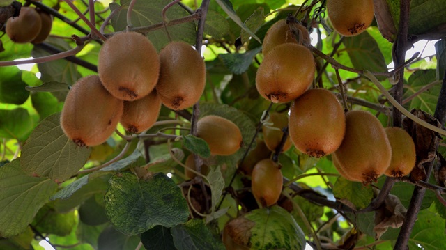 Kivide son üç yılın en yüksek rekoltesi planlanıyor