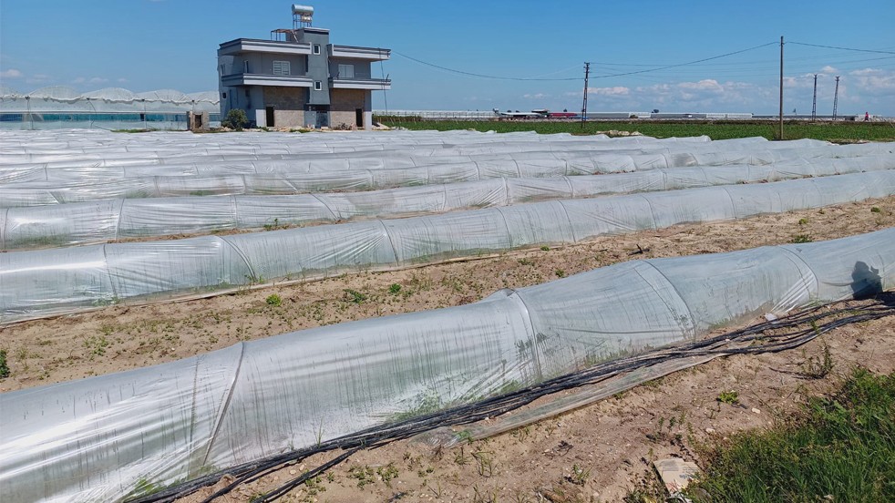 "Kıvırcık marullar koyunlara yem edildi" denilmişti! Bakanlıktan fotoğraflı yanıt geldi