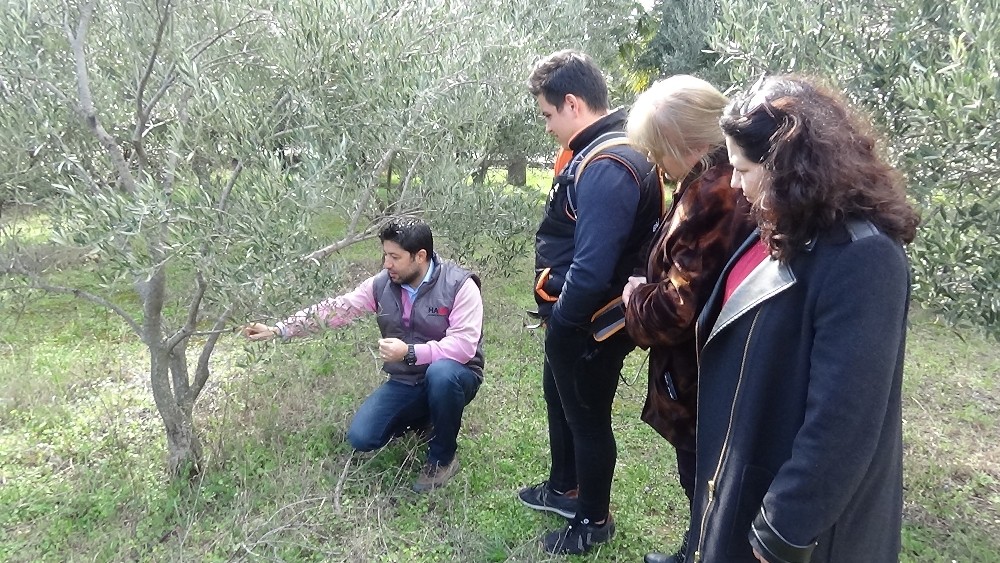 Kıvrak: Zeytincilik açısından güzel günler bizi bekliyor