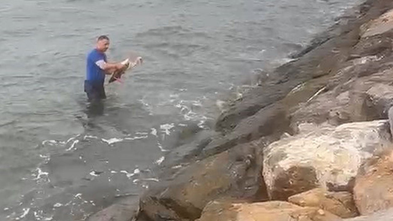 Kıyafetleriyle denize girdi! Yaralı leyleği boğulmaktan böyle kurtardı