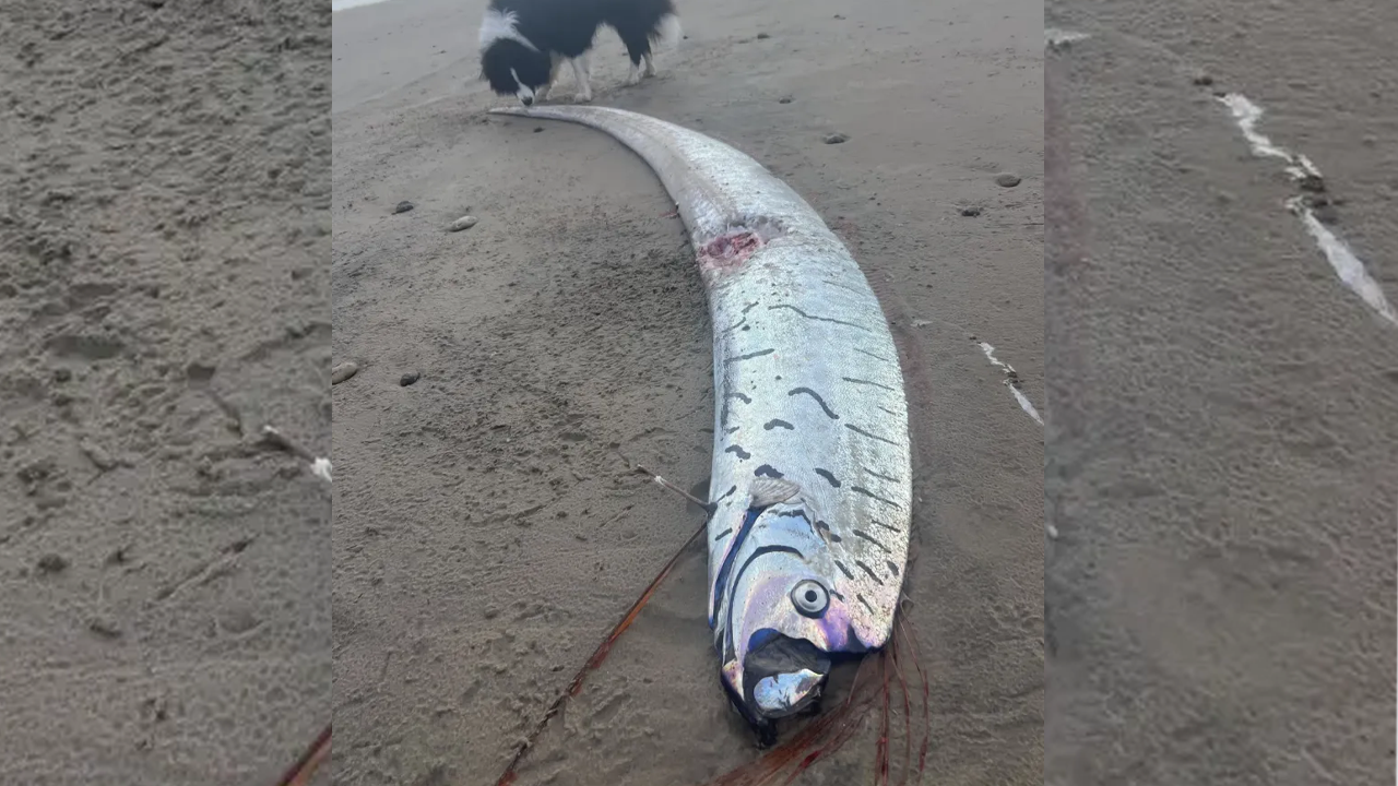 ''Kıyamet balığı'' karaya vurdu!