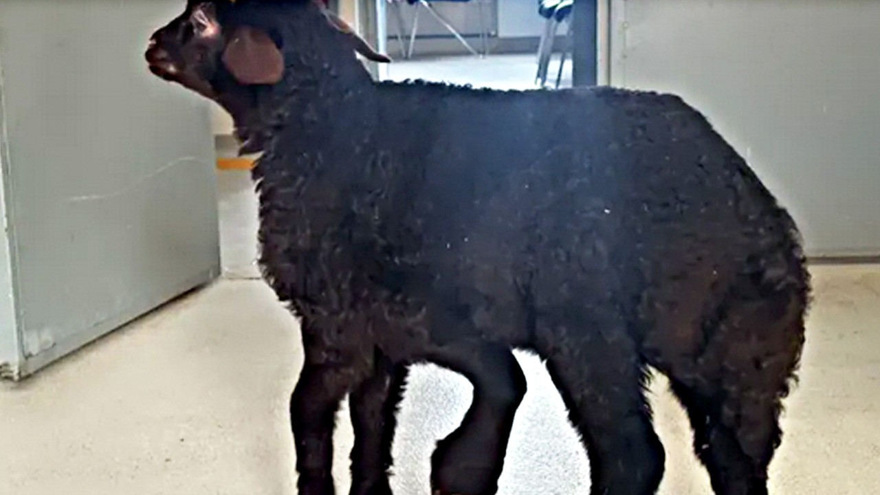 Kıyametin alameti gibi hayrete düşüren gelişme: 5 bacaklı kuzu dünyaya geldi!