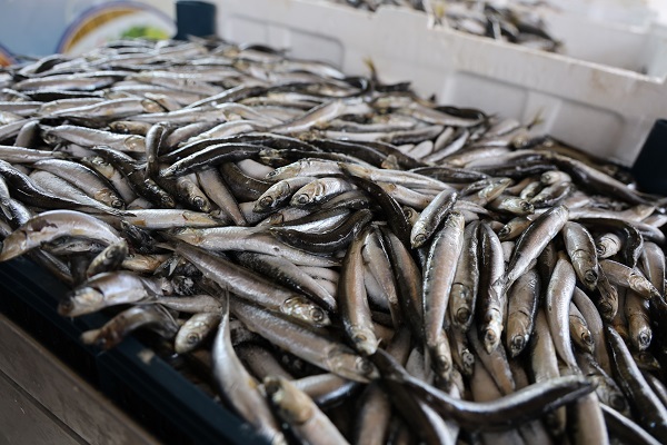 Kıyısı olmayan şehirden 6 bin ton balık