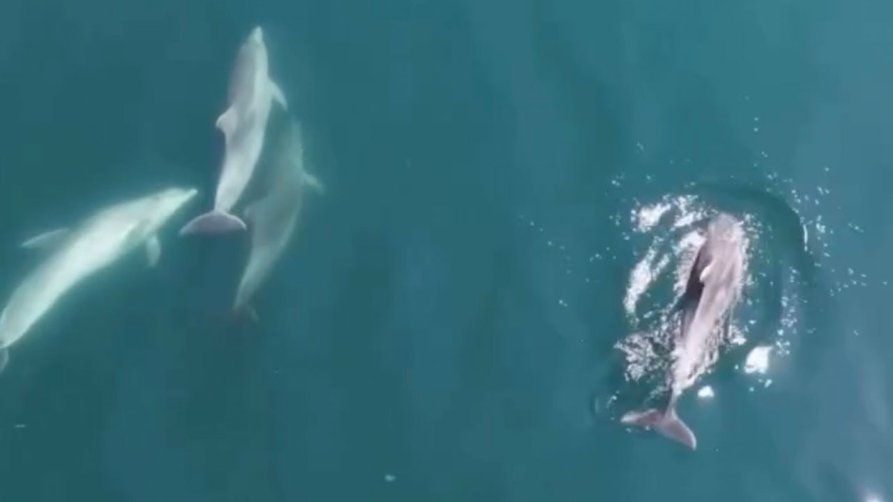 Kıyıya kadar geldiler! 4 yunus böyle görüntülendi