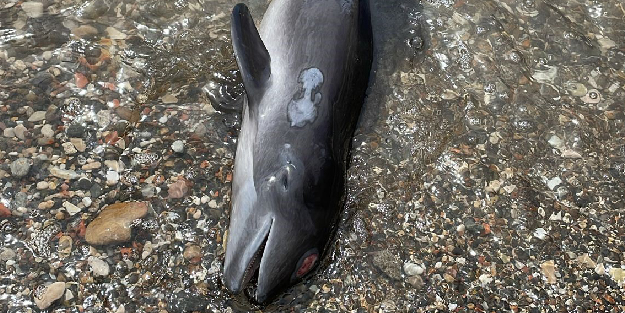 Kıyıya ölü yunus balığı vurdu