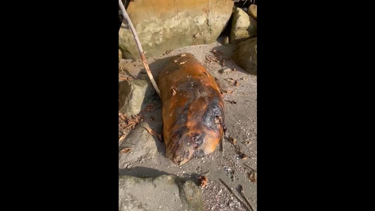 Kıyıya vuran canlının ne olduğunu kimse anlamadı