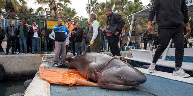 Kıyıya vuran köpekbalığının gizemi çözüldü!
