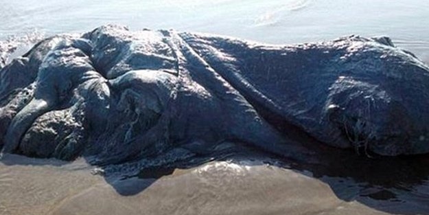 Kıyıya vuran tuhaf yaratık!