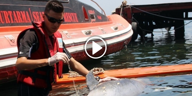 Kıyıya vuran yaralı yunusu kurtarmaya çalıştılar