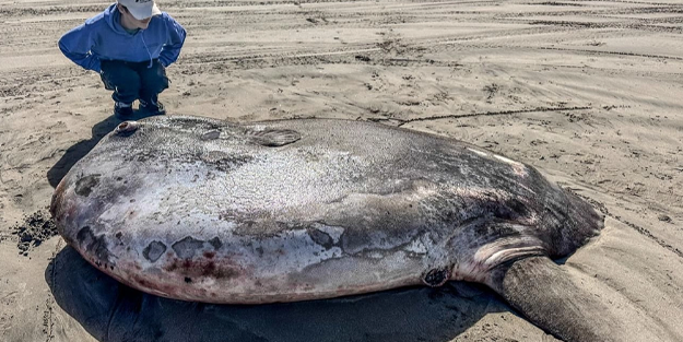 Kıyıya vurdu herkes şok içinde! Kimse ne olduğunu bilmiyor