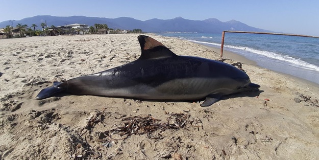 Kıyıya vurdu! Ölüm sebebi araştırılacak