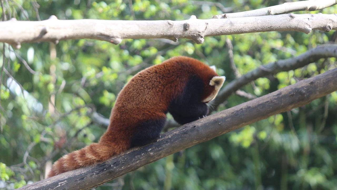 Kızıl pandaların bahar keyfi!