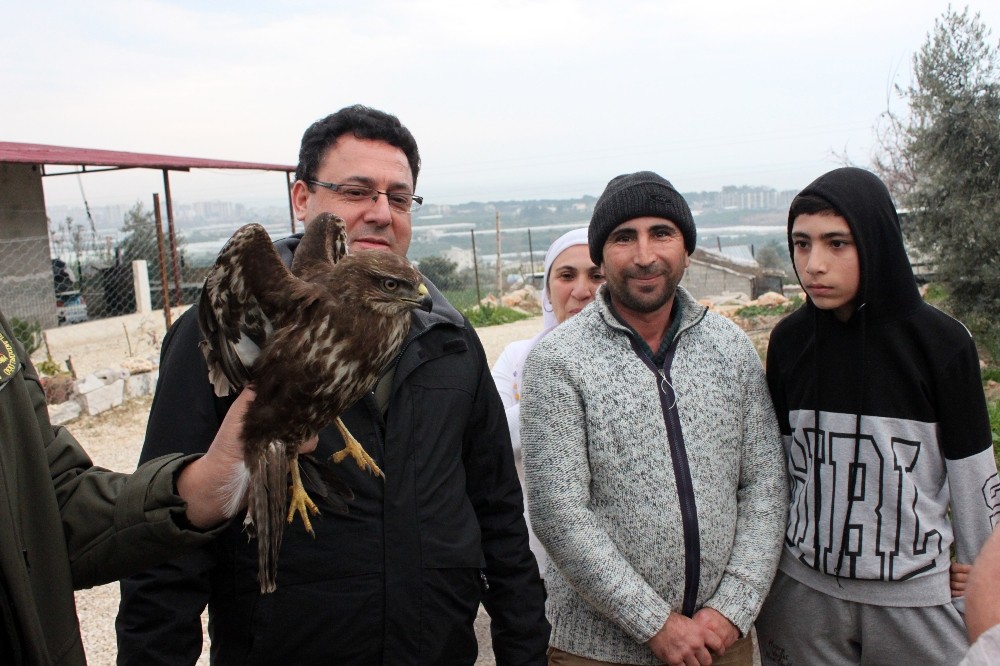 Kızıl şahine kamyon çarptı 