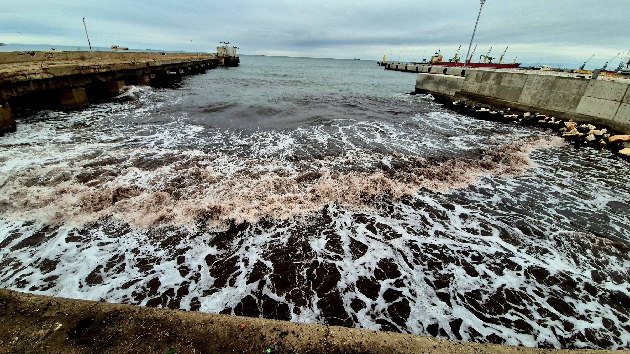 Kızıl yosunlar kıyıya vurdu