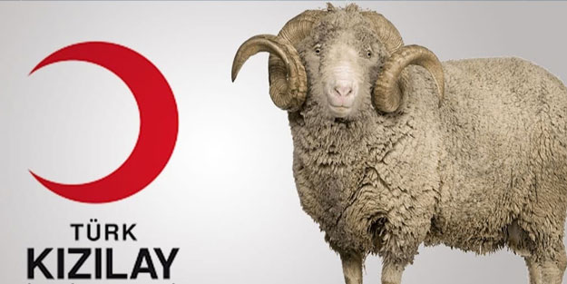 Kızılay kurbanlık bağış 2022 fiyatları! Kızılay vekalet kurban bedelleri 2022 yurt içi yurt dışı fiyatı: