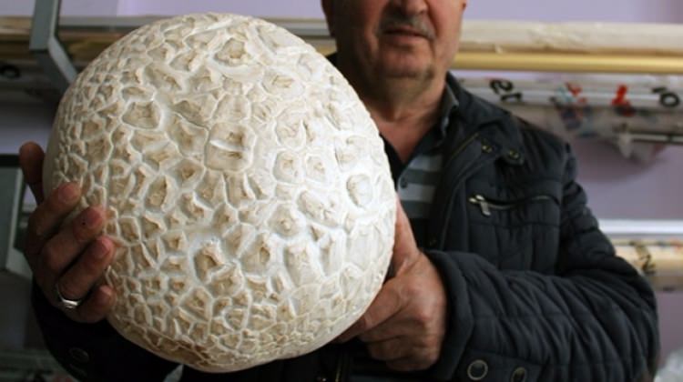 Kızıldağ eteklerinde 4 kilogramlık mantar bulundu