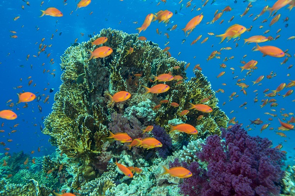 Kızıldeniz'i daha önce hiç böyle gördünüz mü?