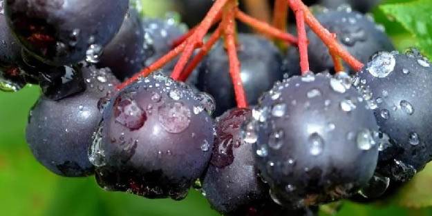 Kızılderililerin soğuk algınlığında kullandığı aronya şehitler diyarı Çanakkale’de yetişecek