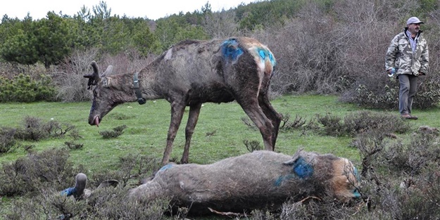 Kızılgeyiklere uydu vericisi takıldı