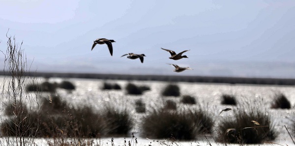 Kızılırmak Deltası binlerce kuşa yuva oldu