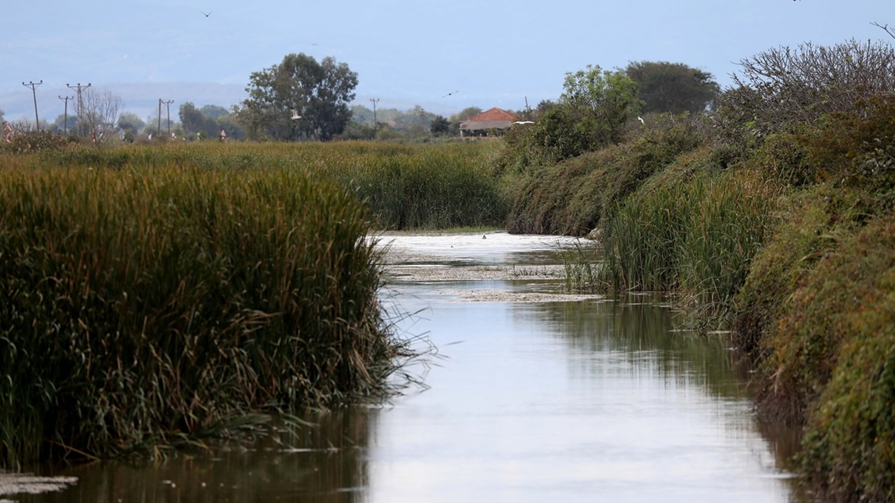 Kızılırmak Deltası'nda bir günde 137 kuş türü gözlendi